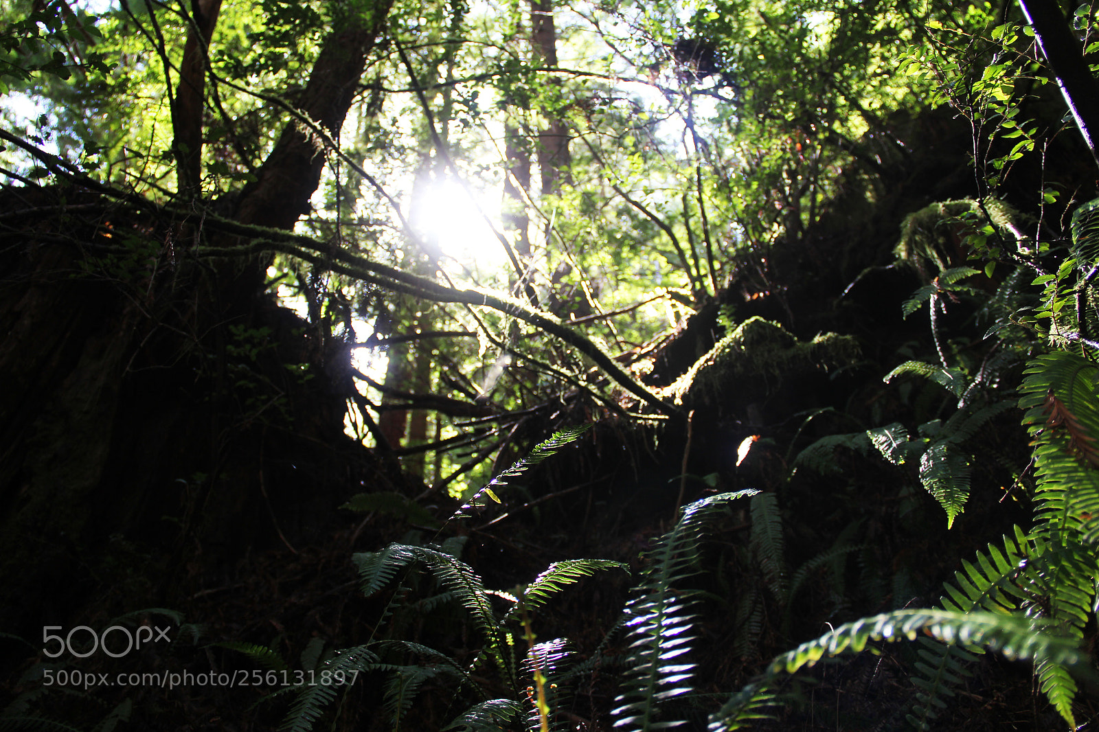 Canon EOS 60D sample photo. Plants photography