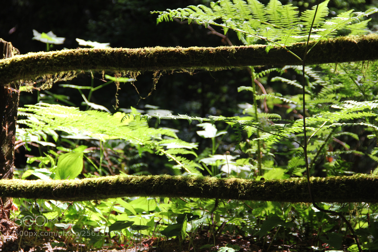 Canon EOS 60D sample photo. Moss photography