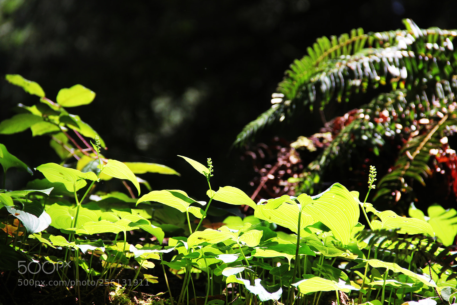 Canon EOS 60D sample photo. Forest photography