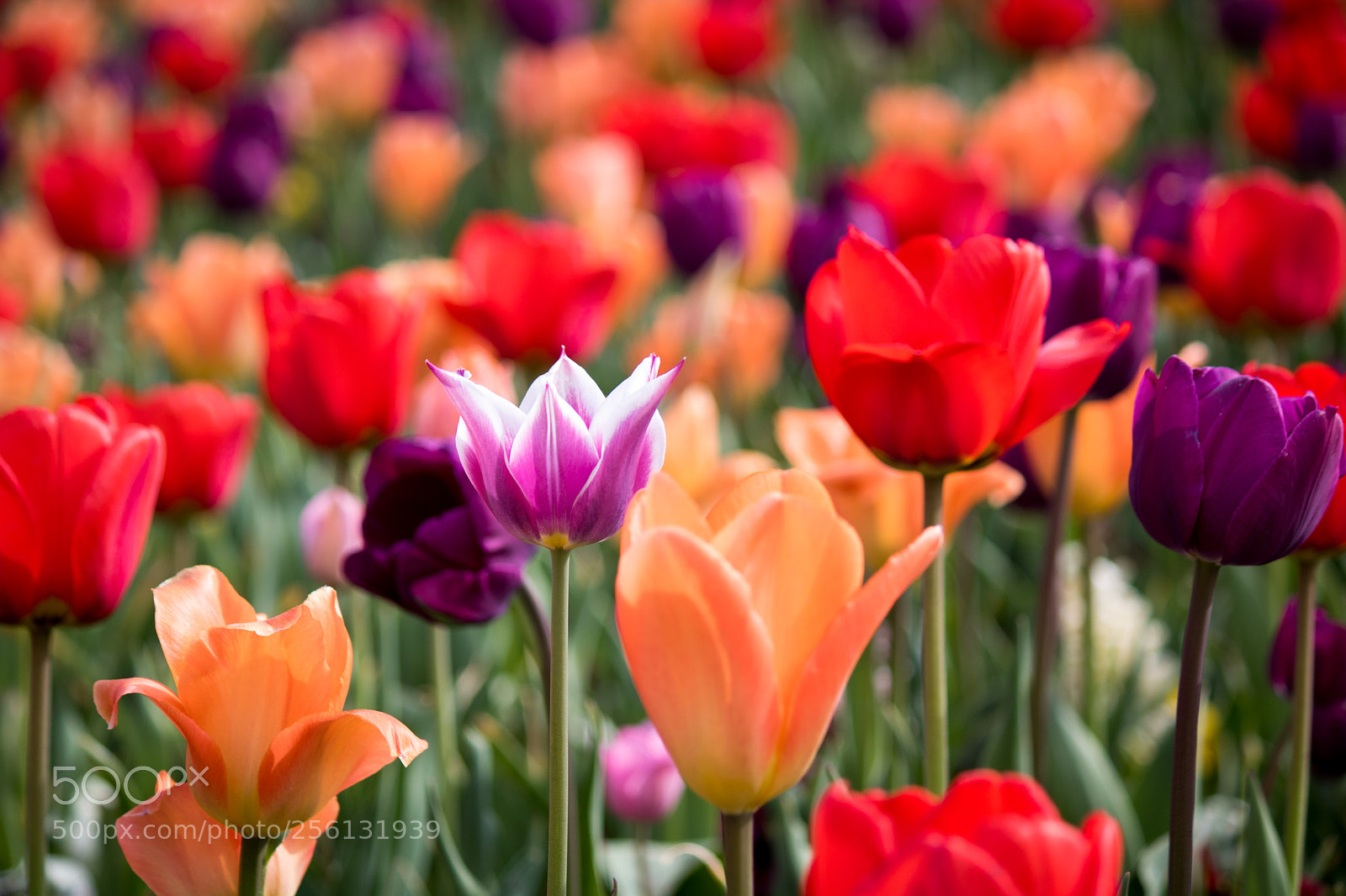 Canon EOS 750D (EOS Rebel T6i / EOS Kiss X8i) sample photo. Each tulip is different photography