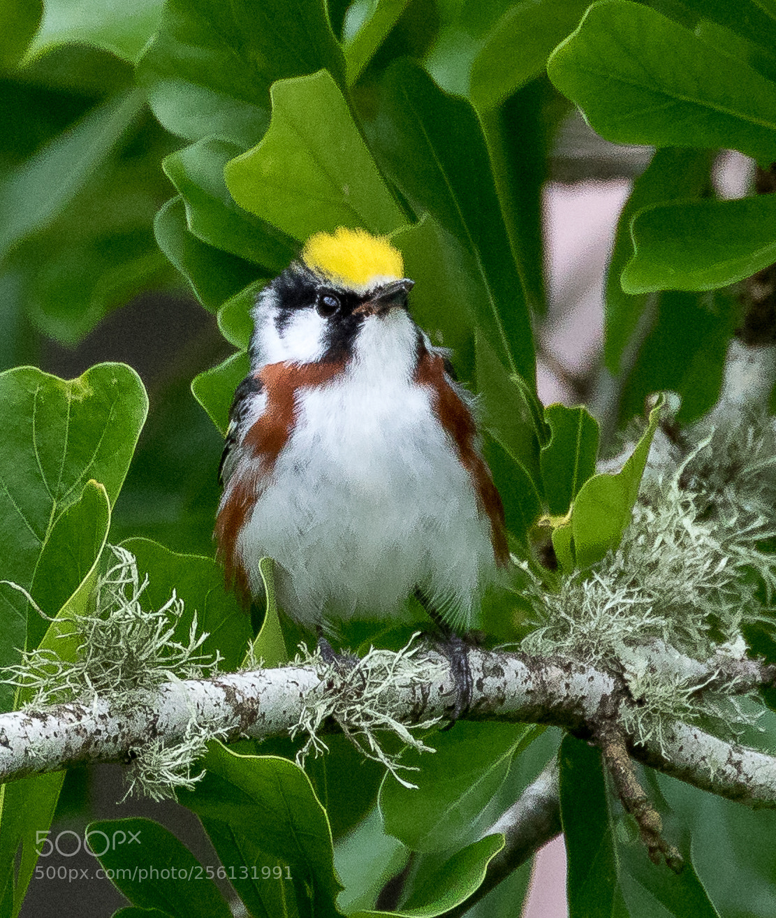 Canon EOS 7D Mark II sample photo. Chestnut-sided warbler photography