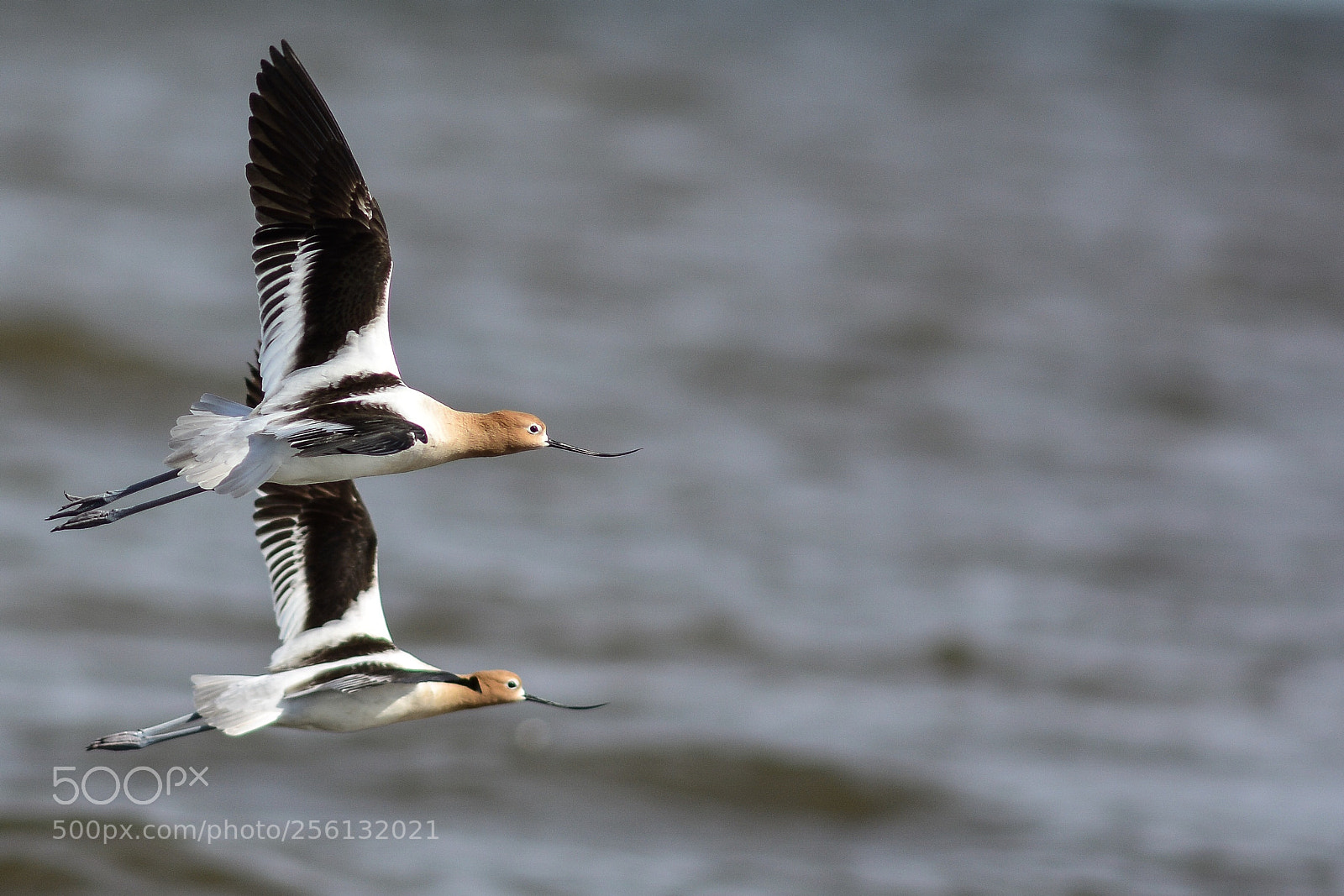 Nikon D7100 sample photo. American avocets photography