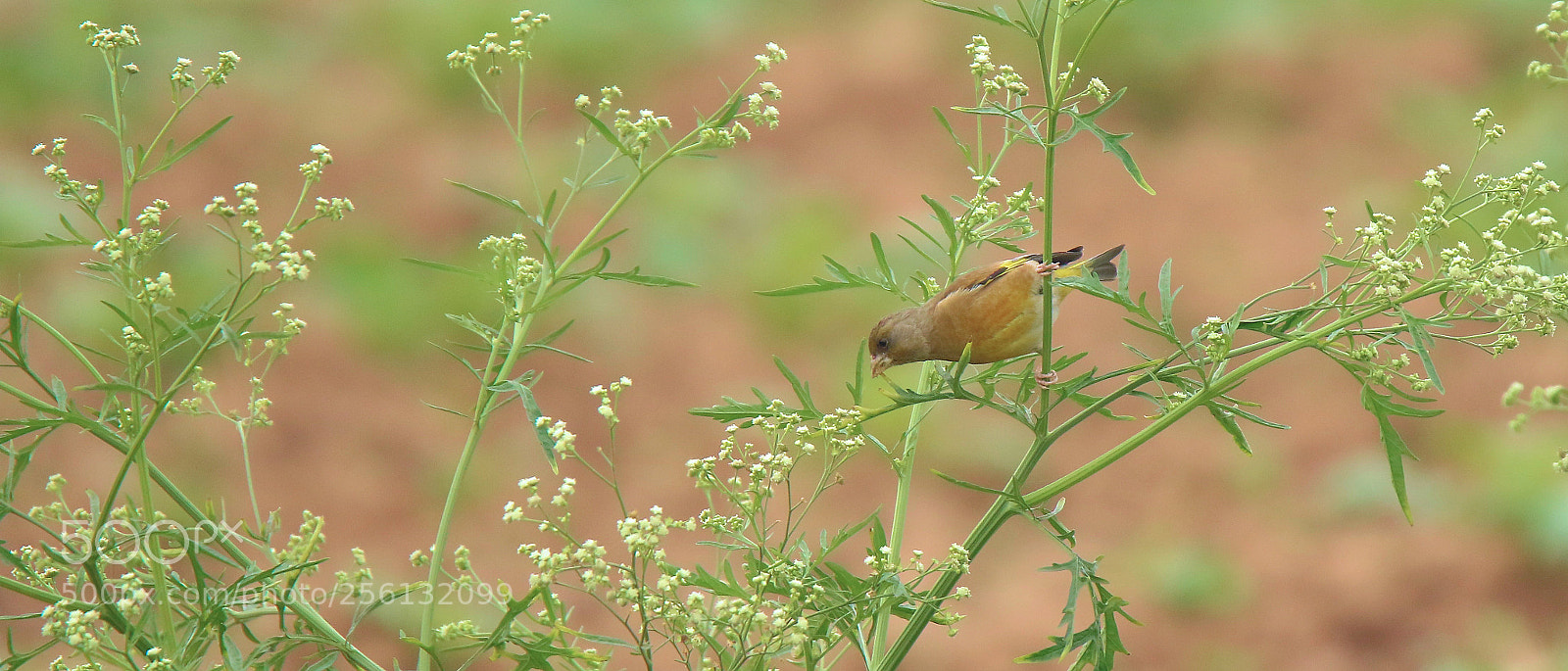 Canon EOS 7D Mark II sample photo. European greenfinch photography