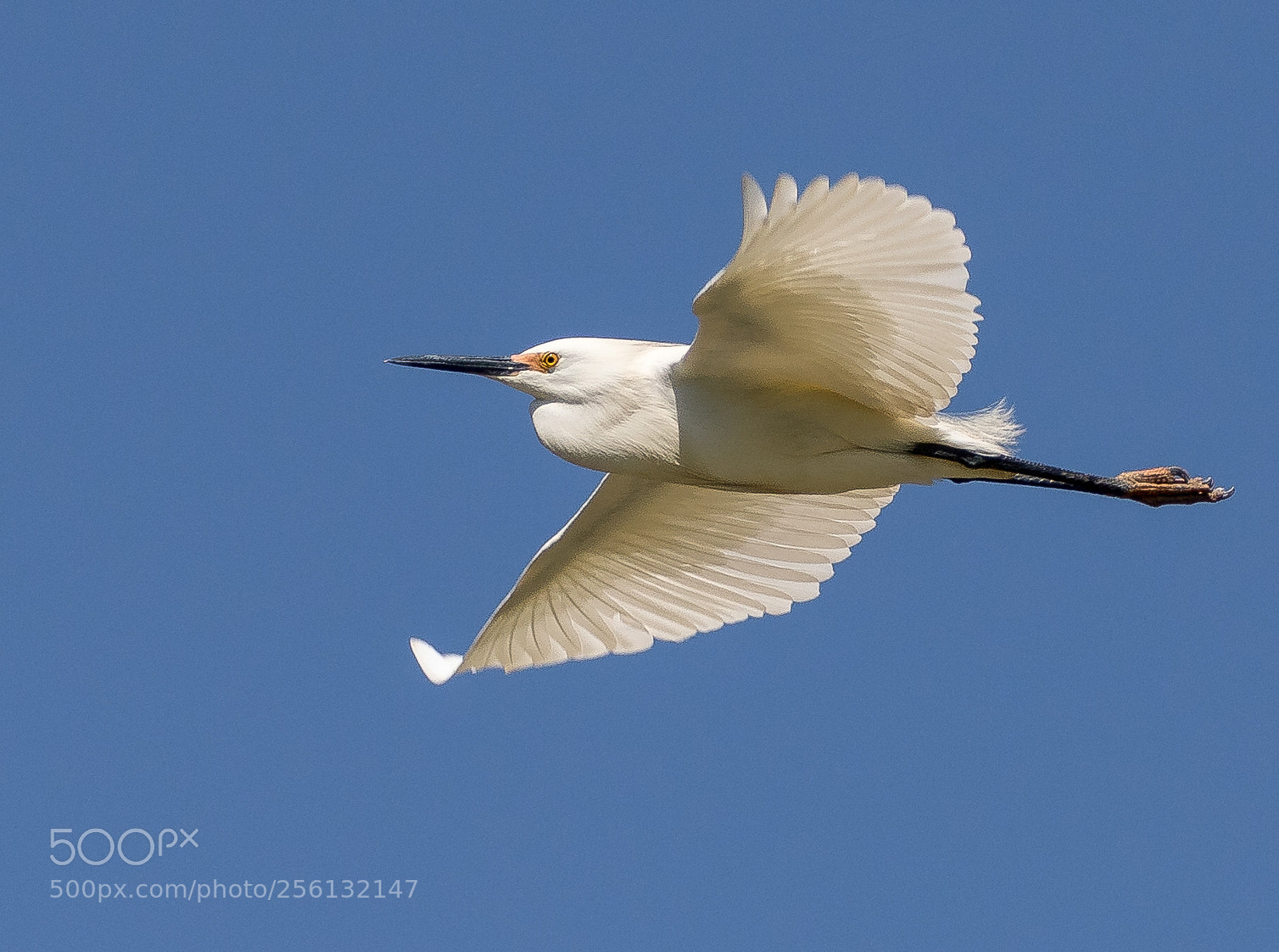 Canon EOS 7D Mark II sample photo. Snowy egret photography