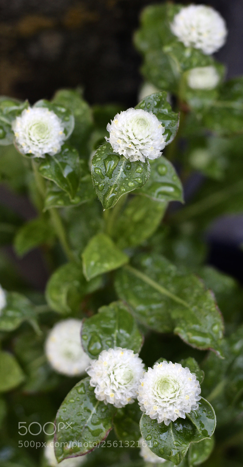 Canon EOS 700D (EOS Rebel T5i / EOS Kiss X7i) sample photo. Gomphrena photography