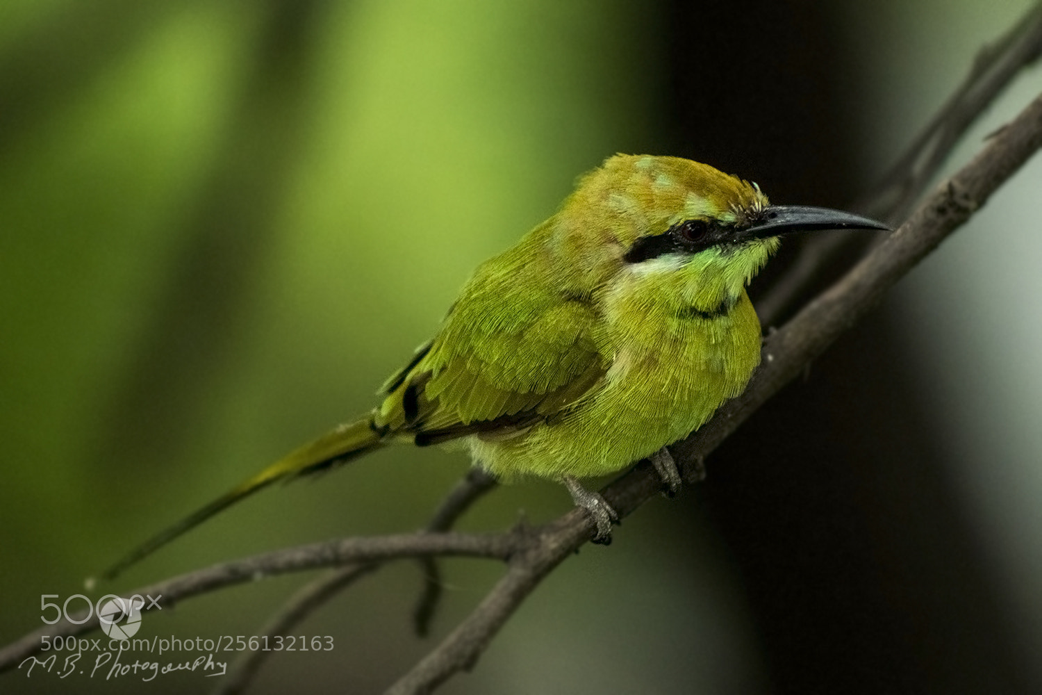 Canon EOS 750D (EOS Rebel T6i / EOS Kiss X8i) sample photo. Greenbeeeater photography