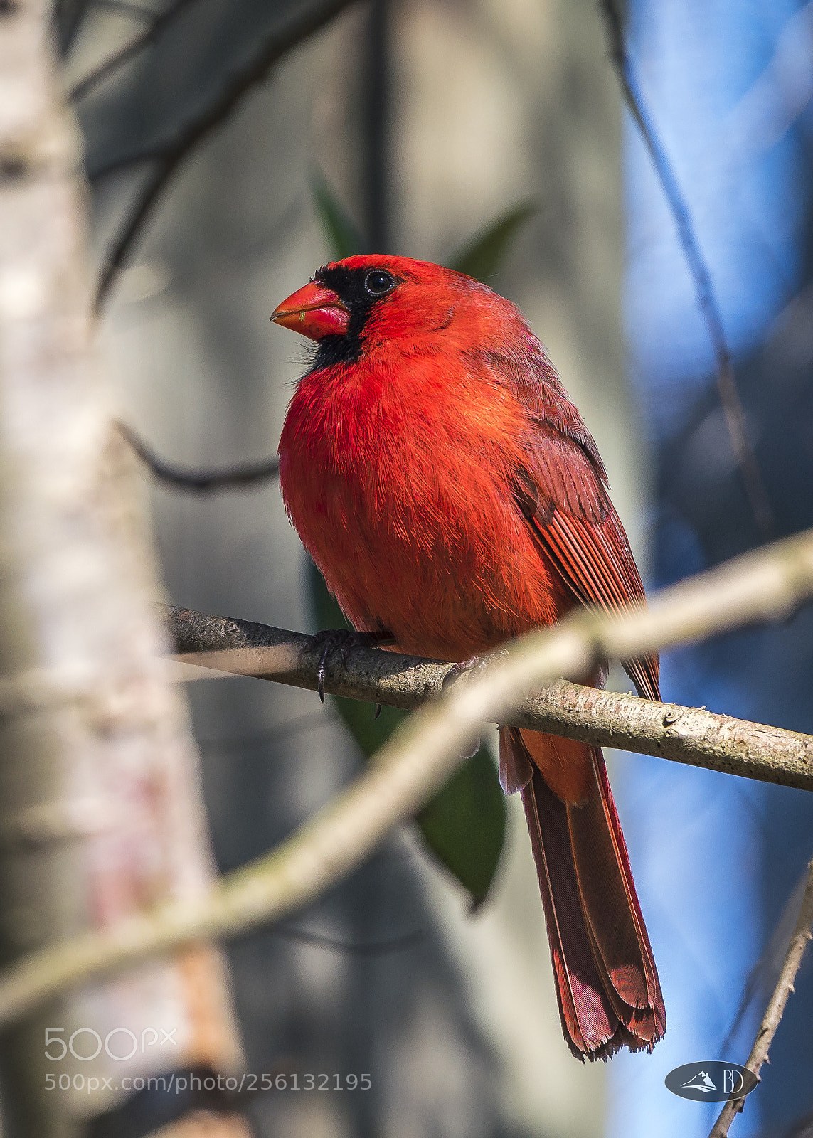 Sony a7R III sample photo. Cardinal photography
