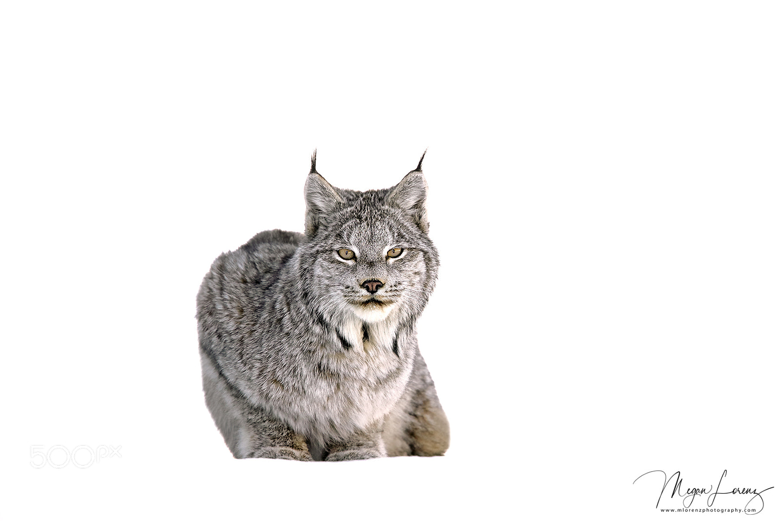 Canon EOS-1D X Mark II sample photo. Lynx photography