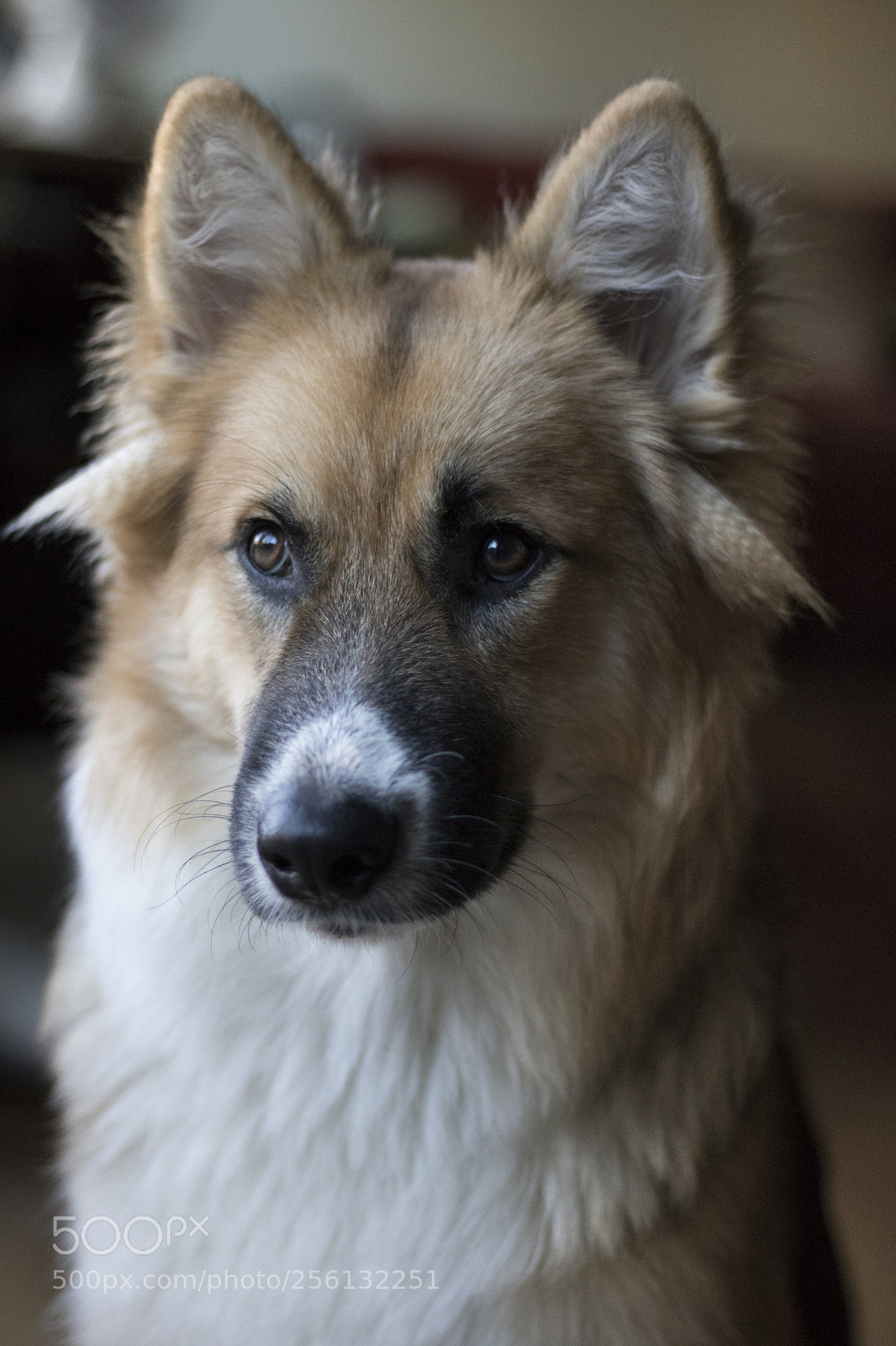 Canon EOS 750D (EOS Rebel T6i / EOS Kiss X8i) sample photo. Puppy portrait photography