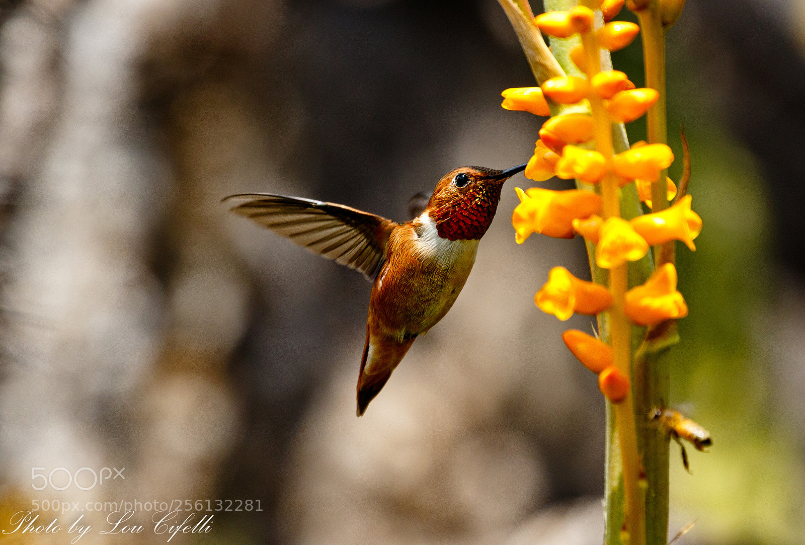 Canon EOS 7D Mark II sample photo. Hummingbird2466 photography
