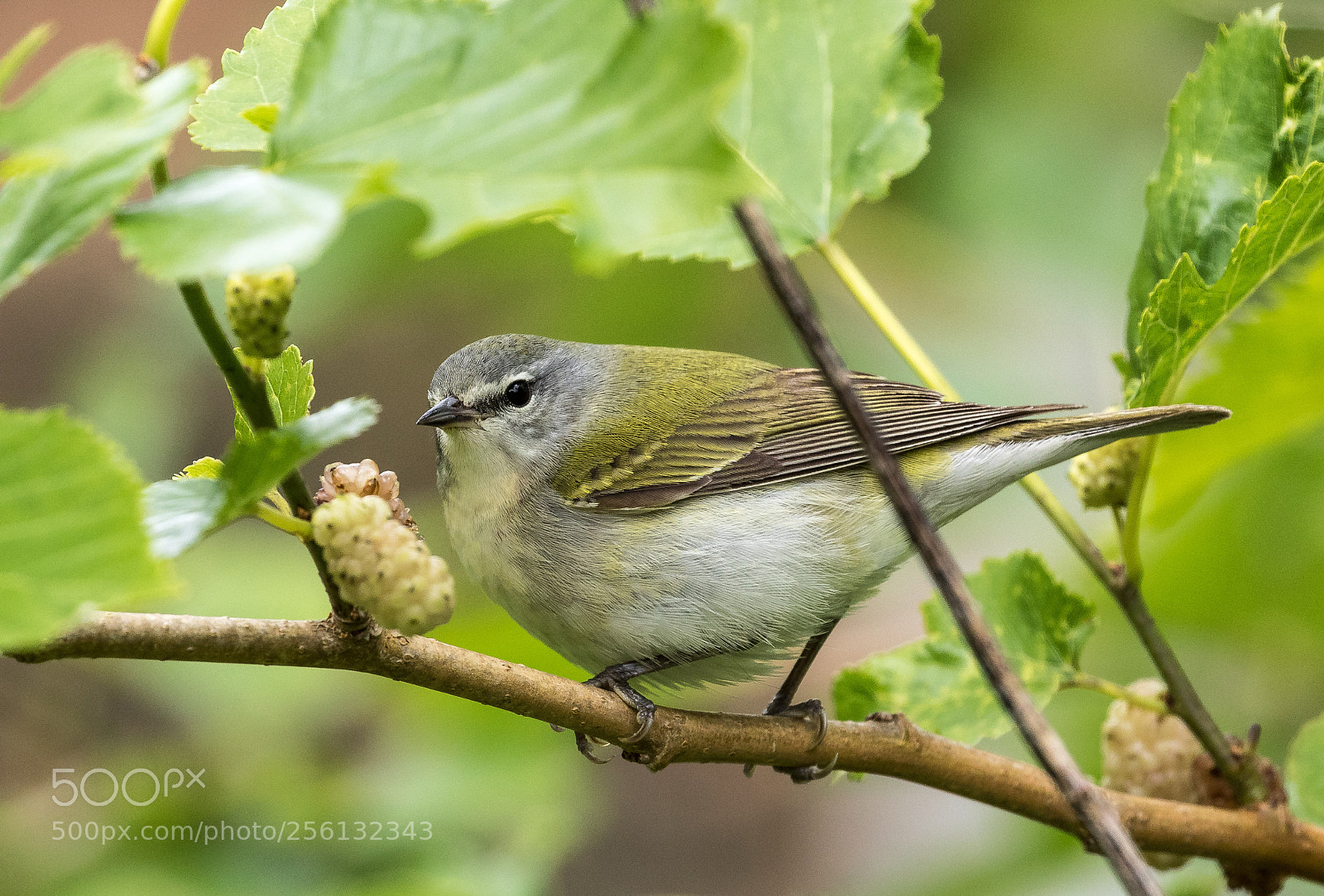Canon EOS 7D Mark II sample photo. Tennessee warbler photography