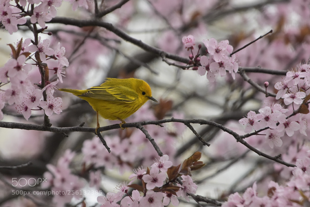 Canon EOS 7D Mark II sample photo. Yellow warbler, connecticut, 2018 photography