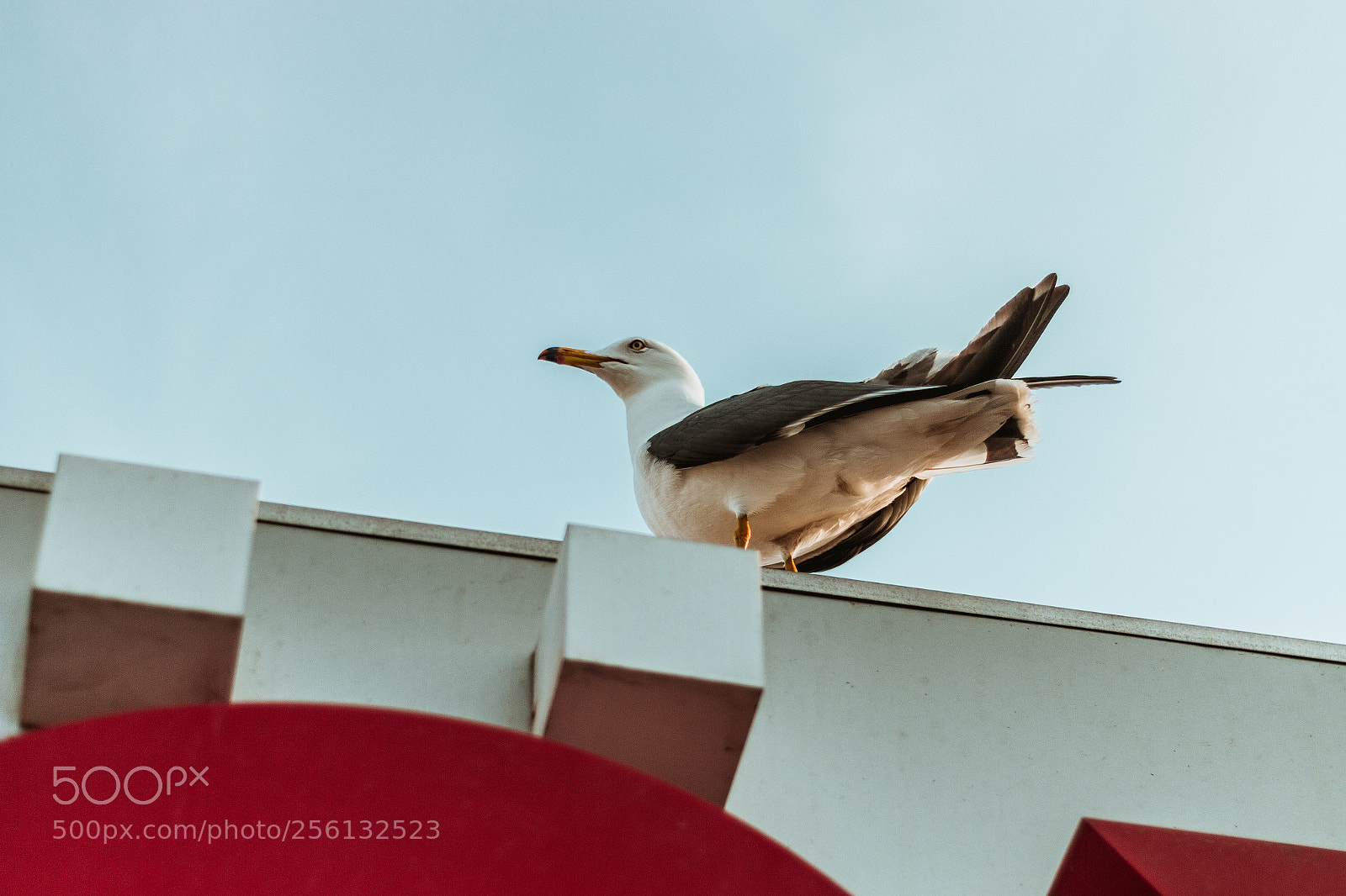 Canon EOS 70D sample photo. Gull on man s photography