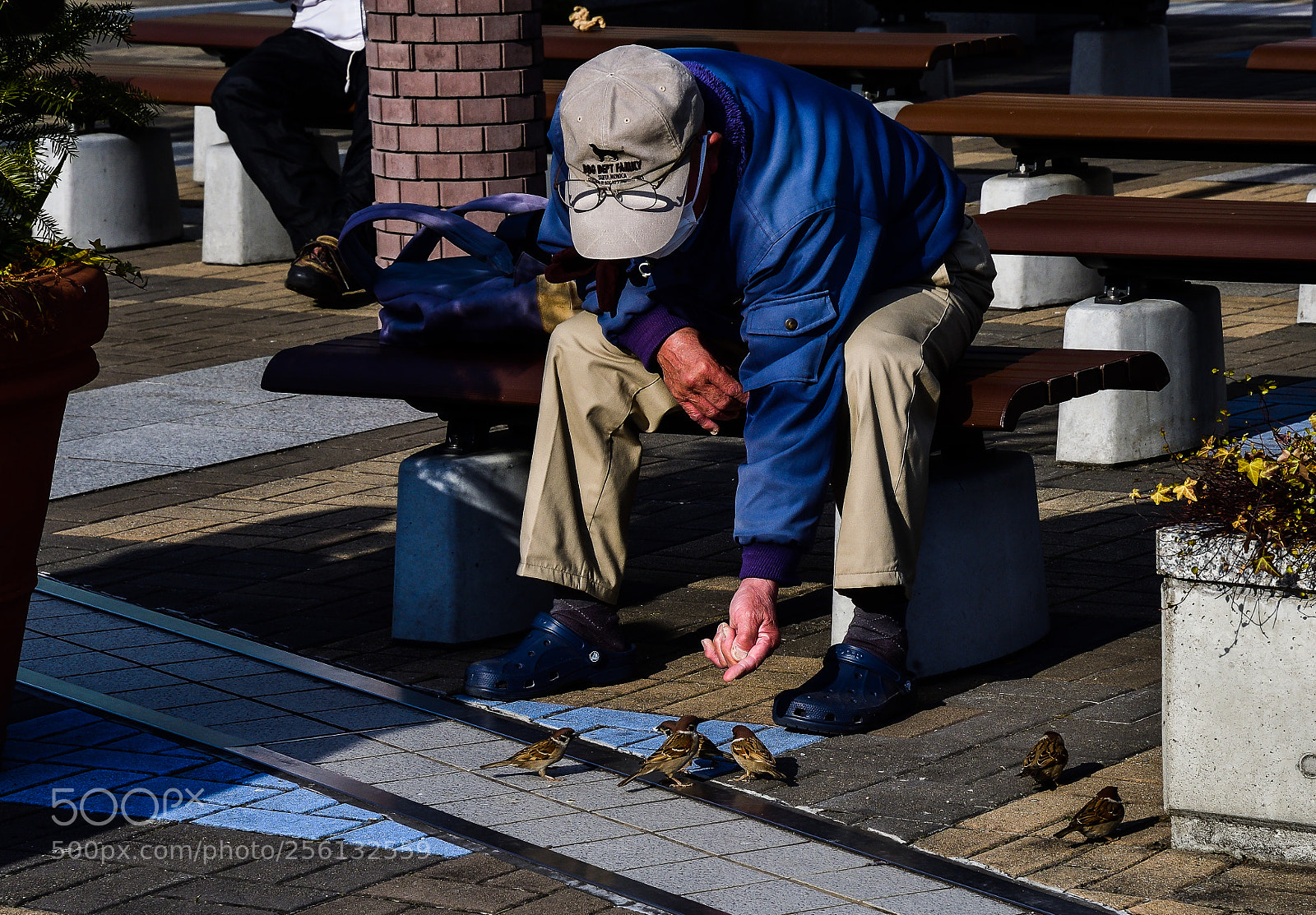Nikon D500 sample photo. Feeding the birds photography