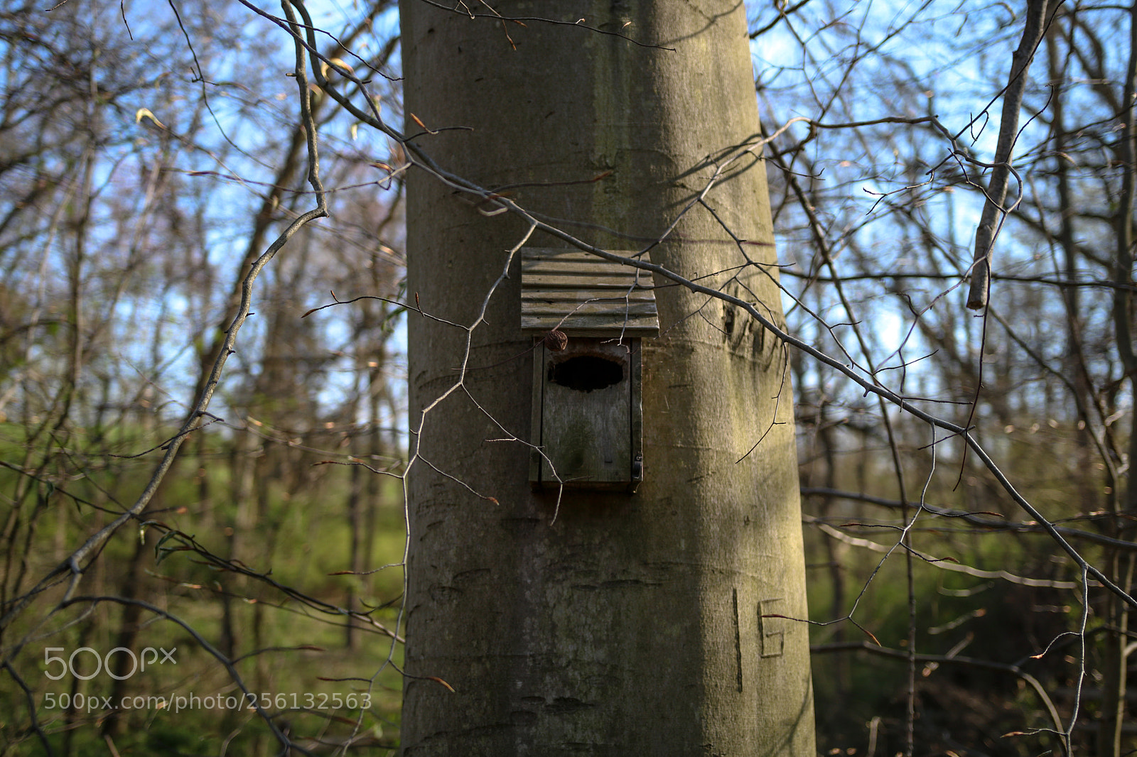 Canon EOS 750D (EOS Rebel T6i / EOS Kiss X8i) sample photo. Feeder photography