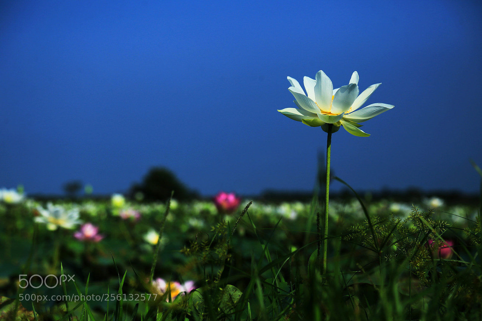 Canon EOS 6D sample photo. Helo photography