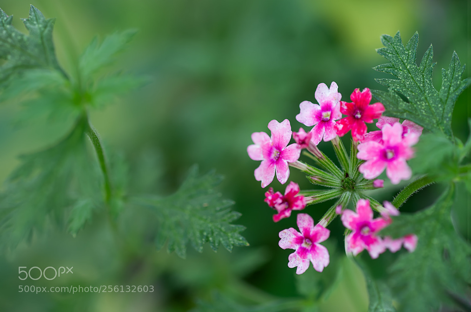 Sony a7R II sample photo. 微信图片 photography