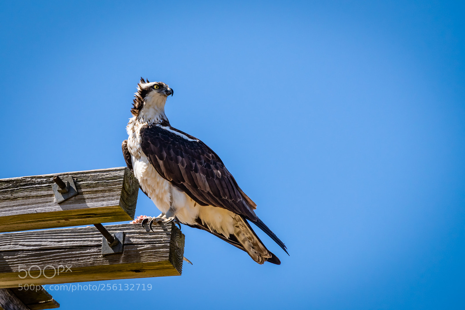 Pentax K-1 sample photo. Proud osprey with lunch photography