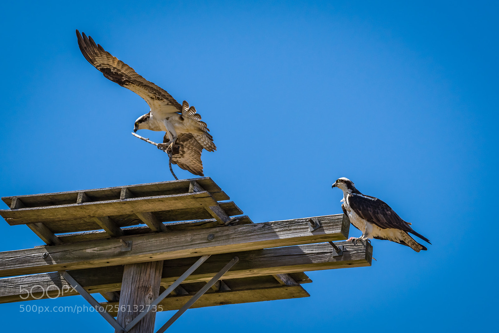 Pentax K-1 sample photo. Osprey nest building photography