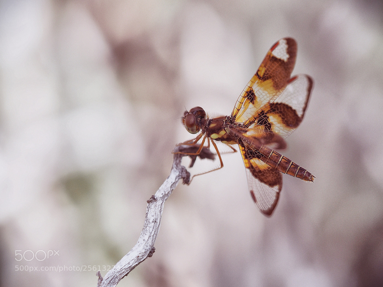 Olympus OM-D E-M1 sample photo. Insect photography