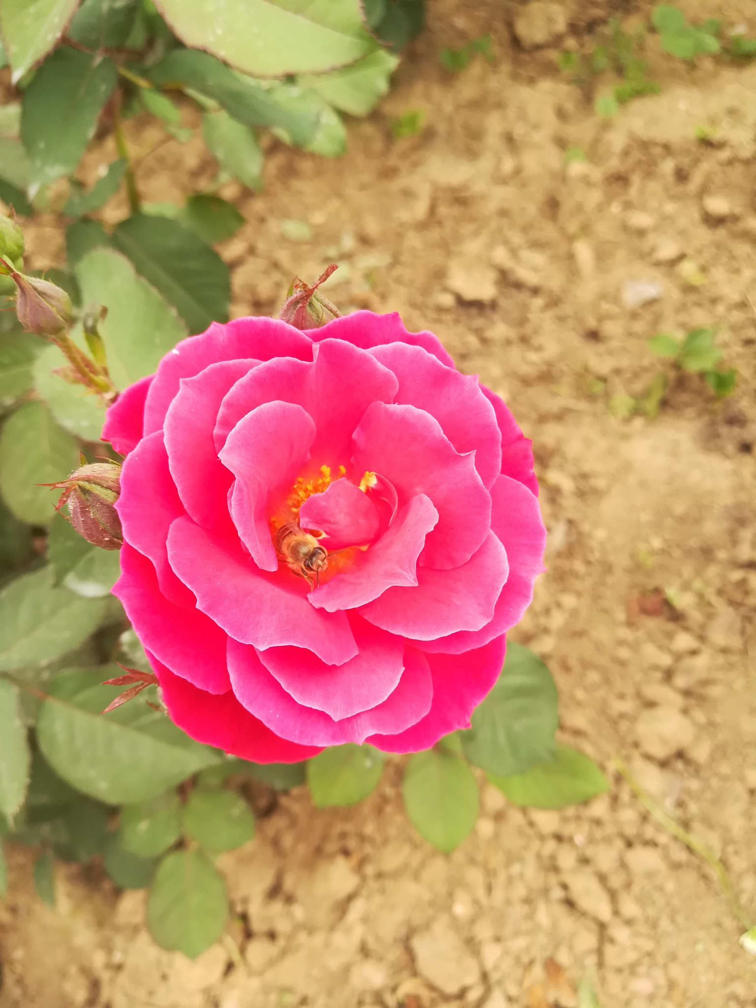 HUAWEI c??Eu?s 6X sample photo