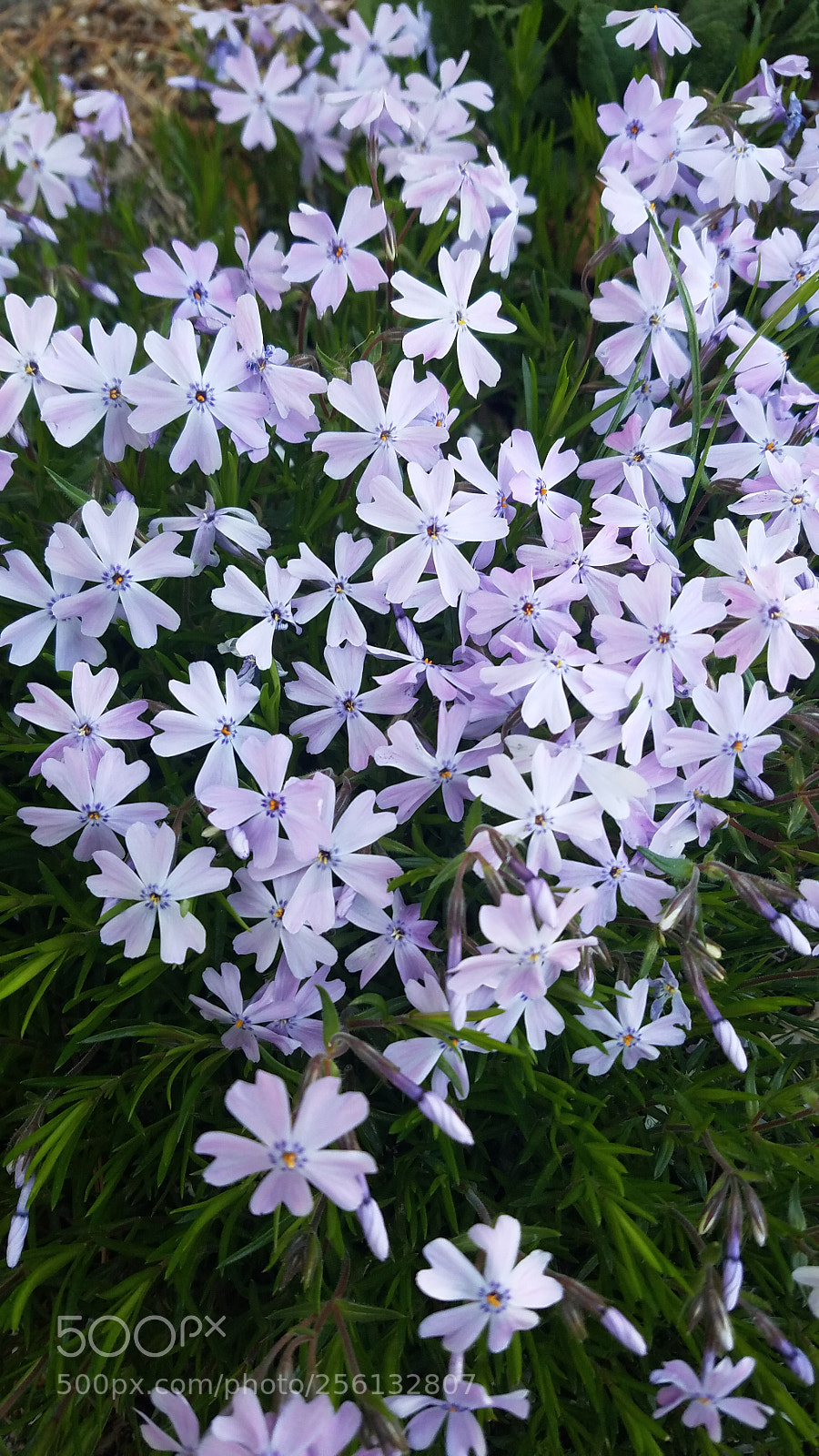 Samsung Galaxy S7 sample photo. Untitled photography