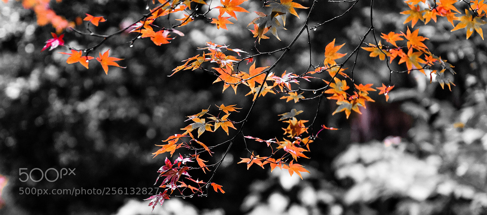 Nikon D750 sample photo. The beauty of autumn photography