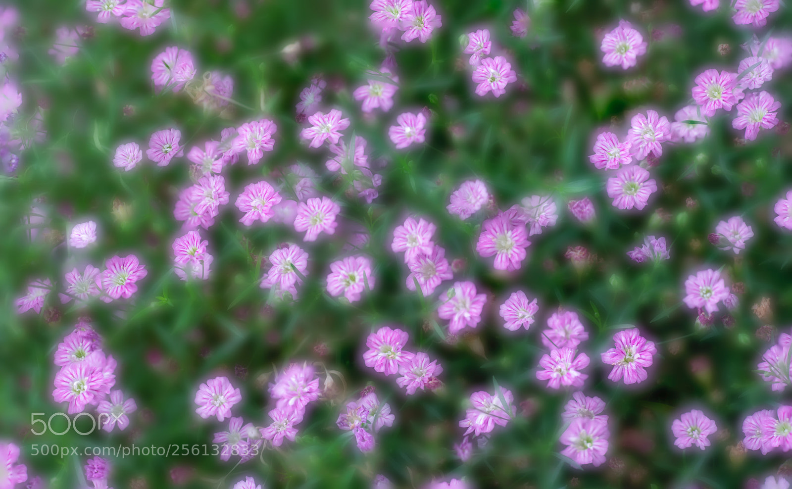 Sony a7R II sample photo. Flower photography