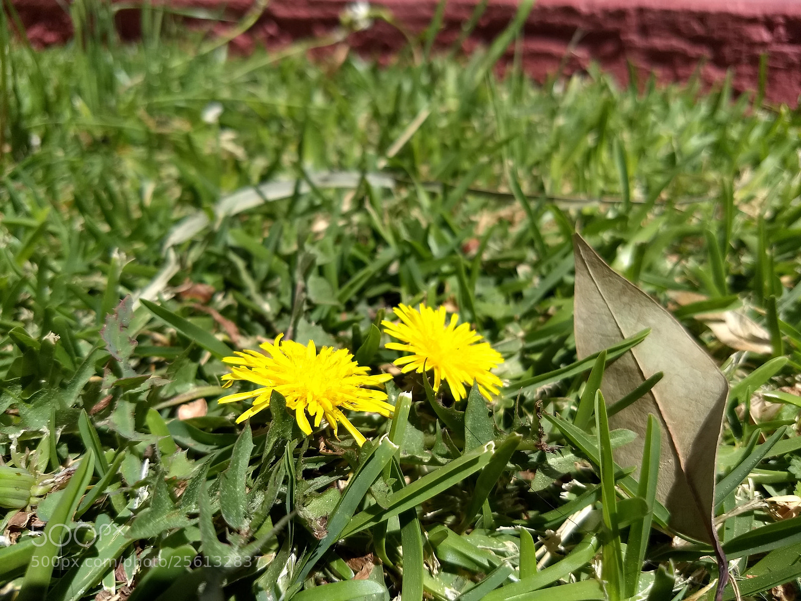 Motorola Moto G (5) Plus sample photo. Untitled photography