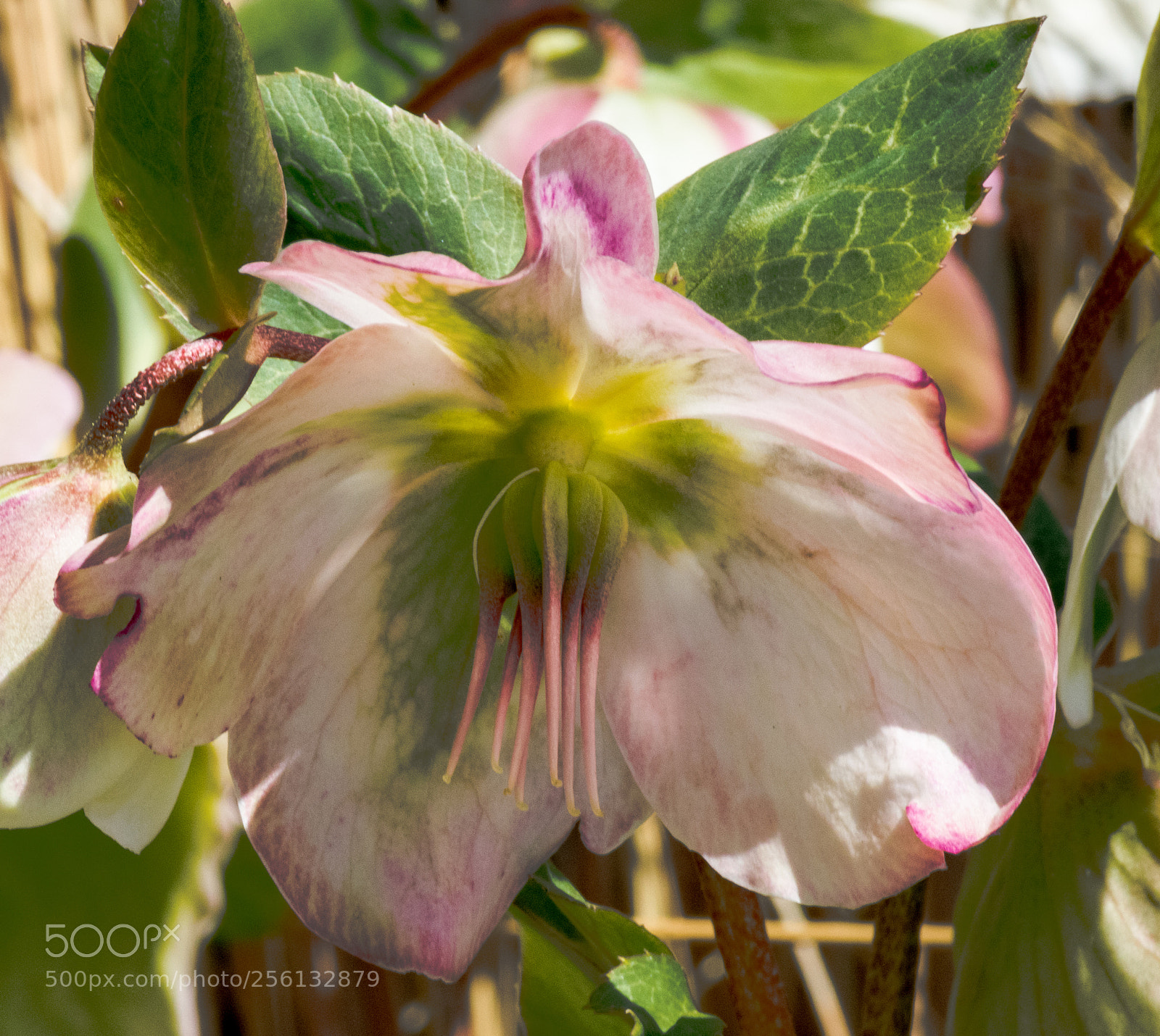 Nikon D3300 sample photo. A lenten rose, coming photography