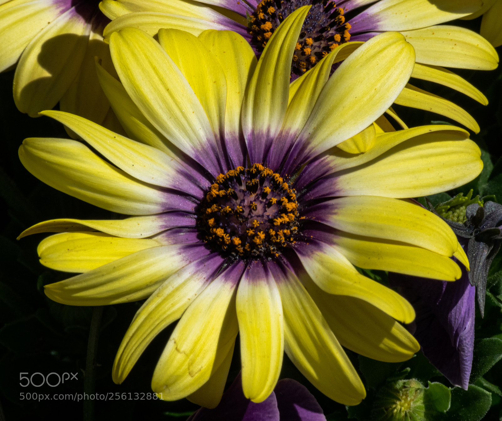 Nikon D3300 sample photo. An osteospermum open to photography
