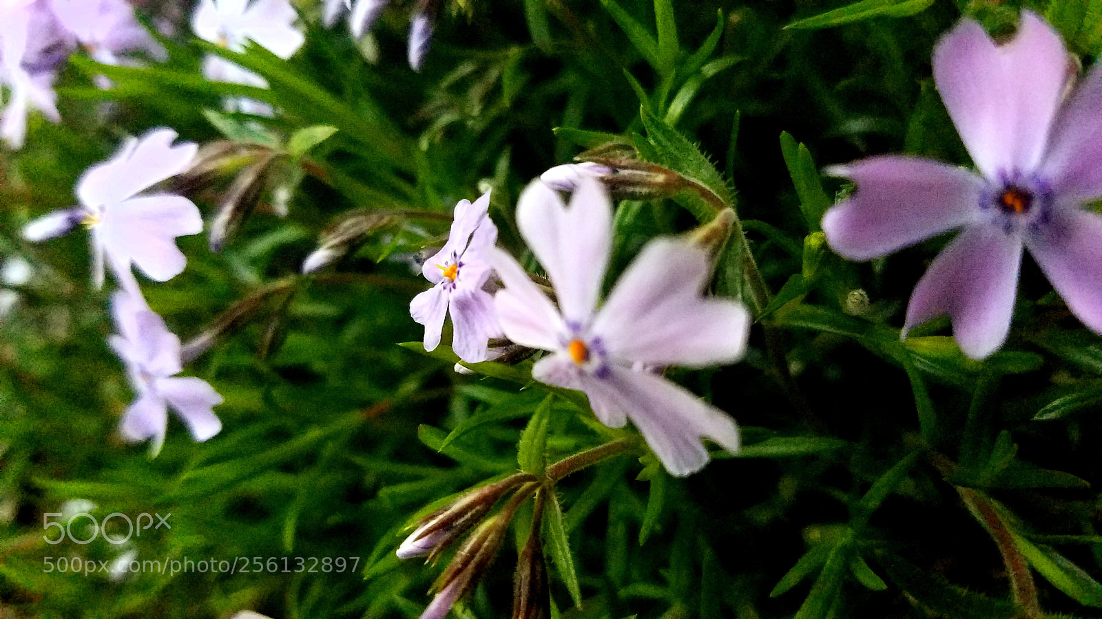 Samsung Galaxy S7 sample photo. Untitled photography