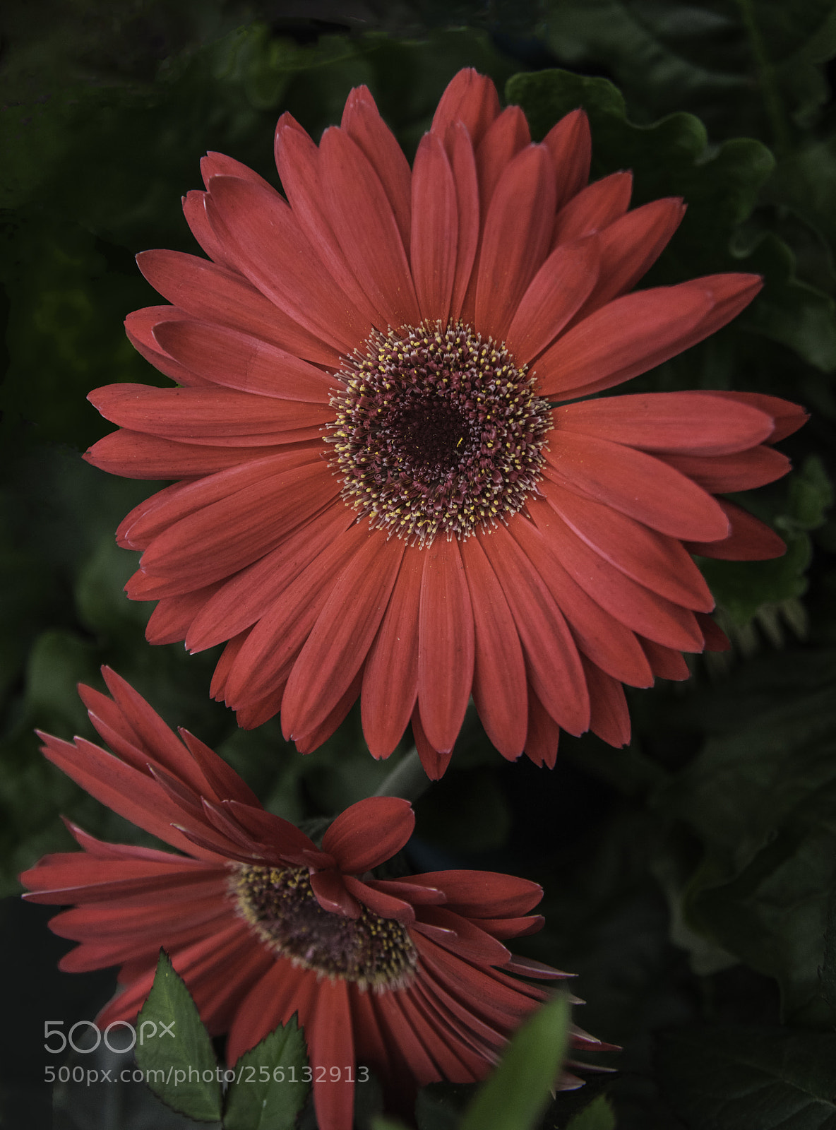 Canon EOS 5DS sample photo. Red blooms photography