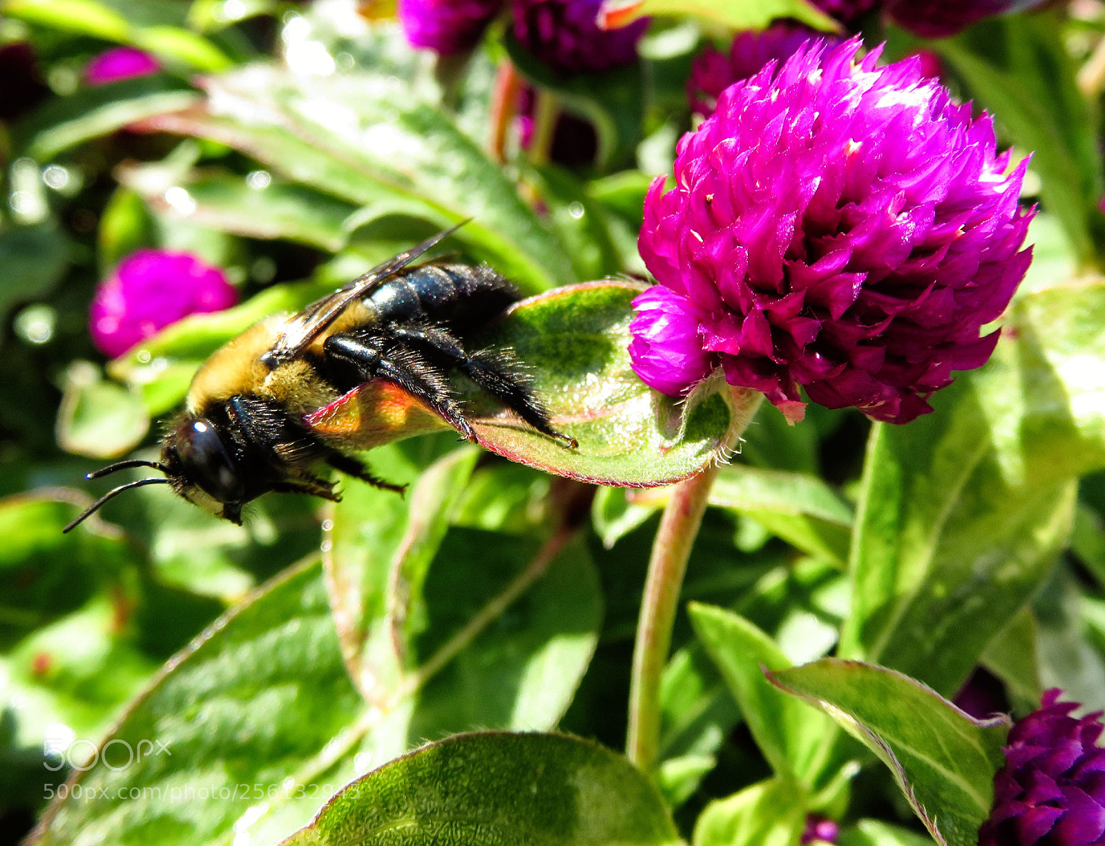 Canon PowerShot SX710 HS sample photo. 69 photography