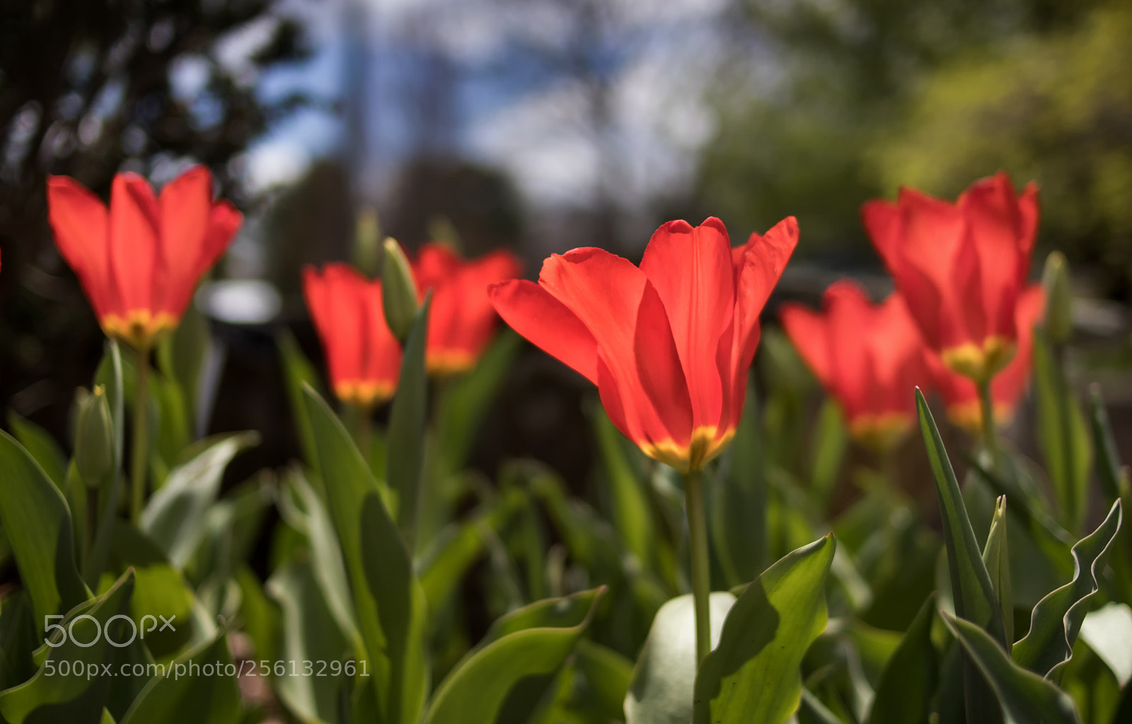 Canon EOS 800D (EOS Rebel T7i / EOS Kiss X9i) sample photo. Glowing tulips photography