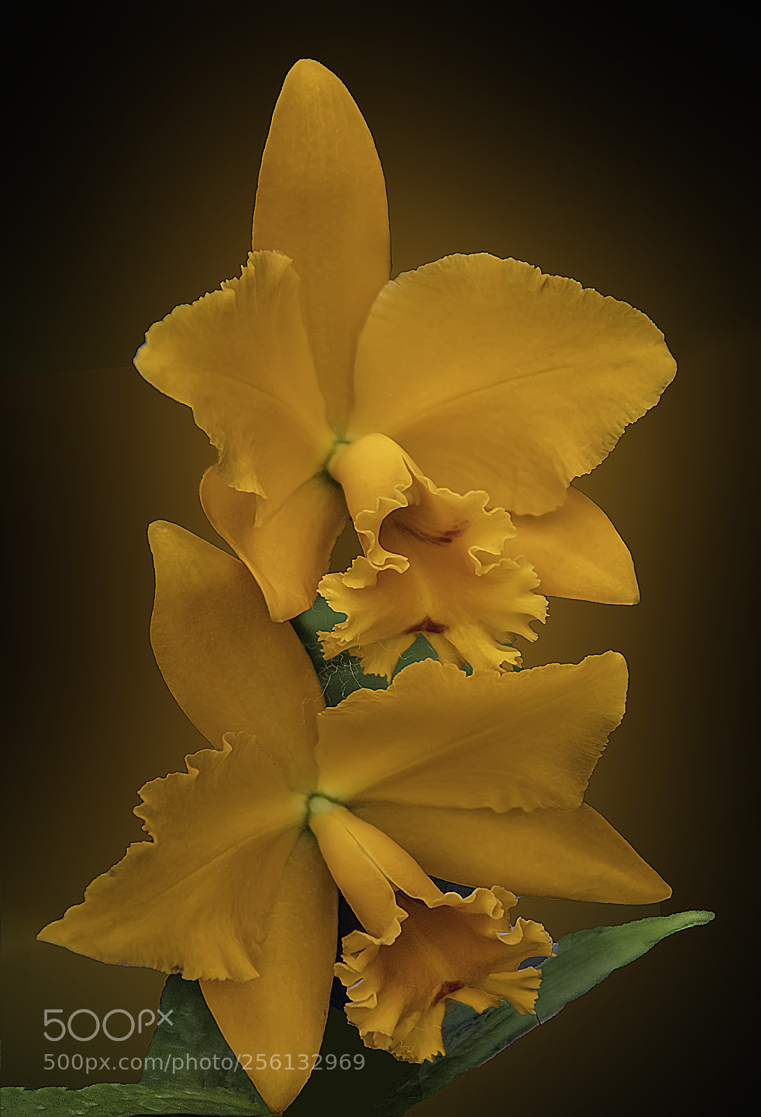 Canon EOS 5DS sample photo. Orange orchid photography