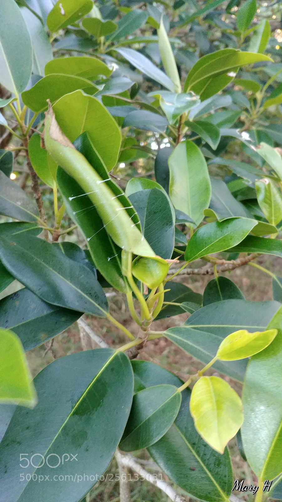 LG G6 sample photo. Stitched up safely photography
