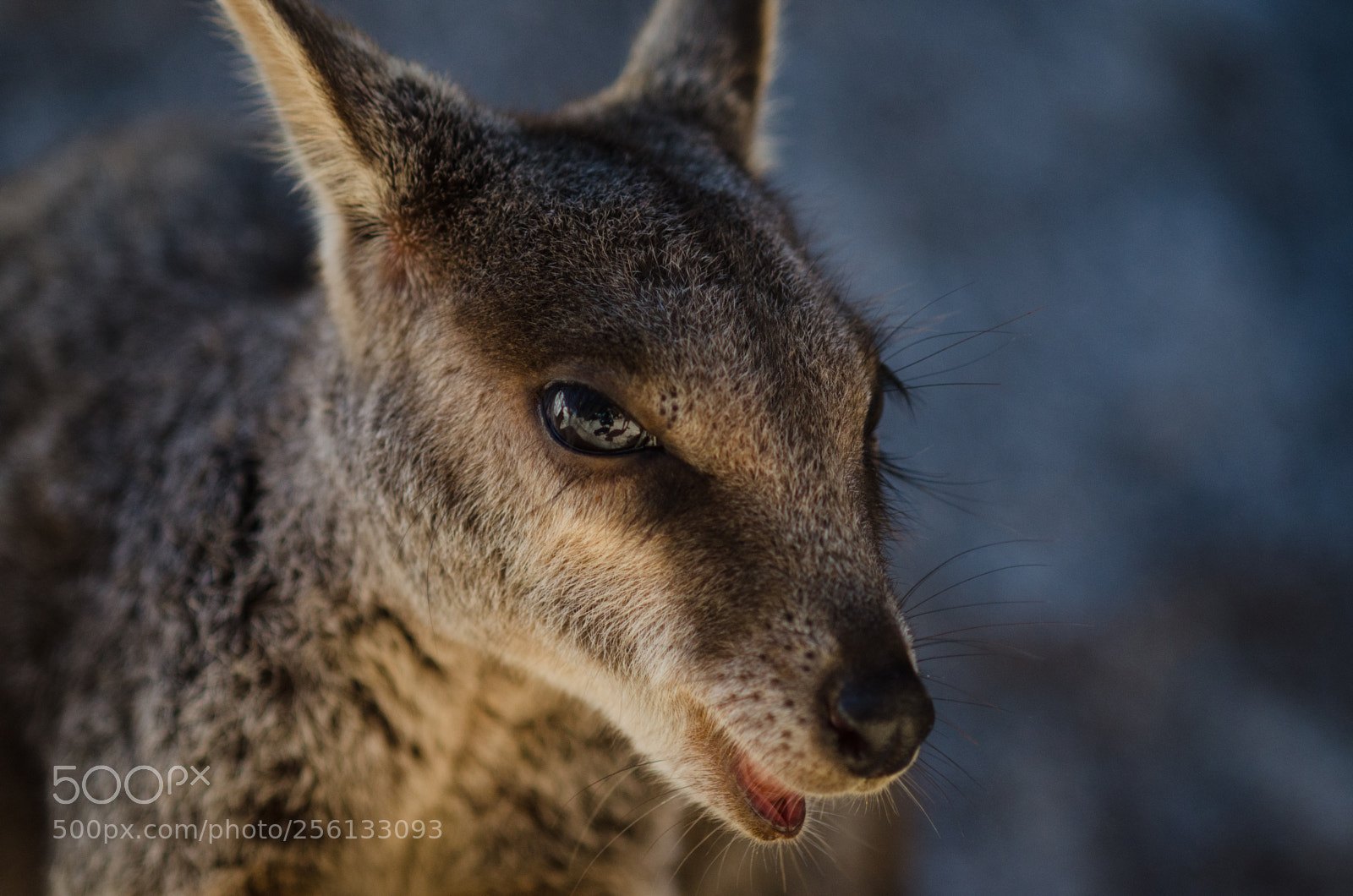 Nikon D7000 sample photo. Friendly rock wallaby photography
