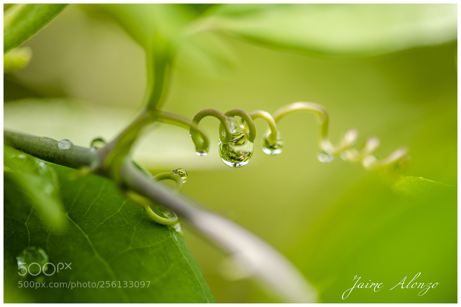 Nikon D7000 sample photo. Water drop - spring photography