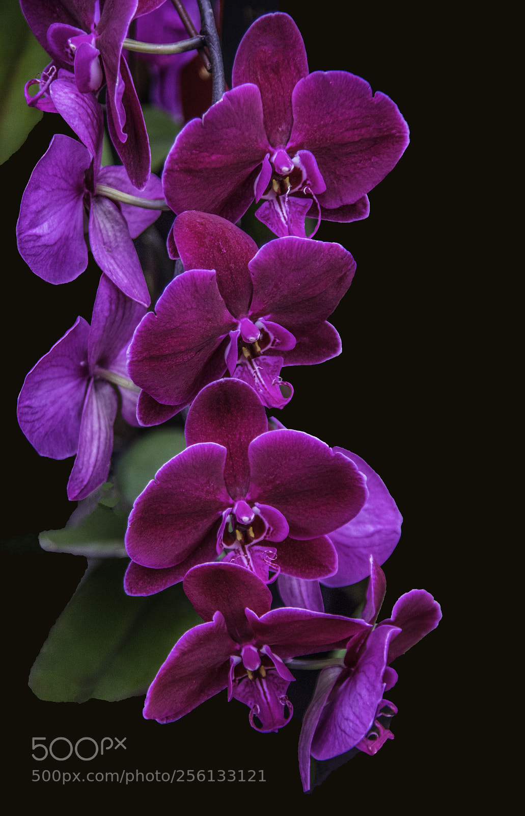 Canon EOS 5DS sample photo. Orchid display #2 photography