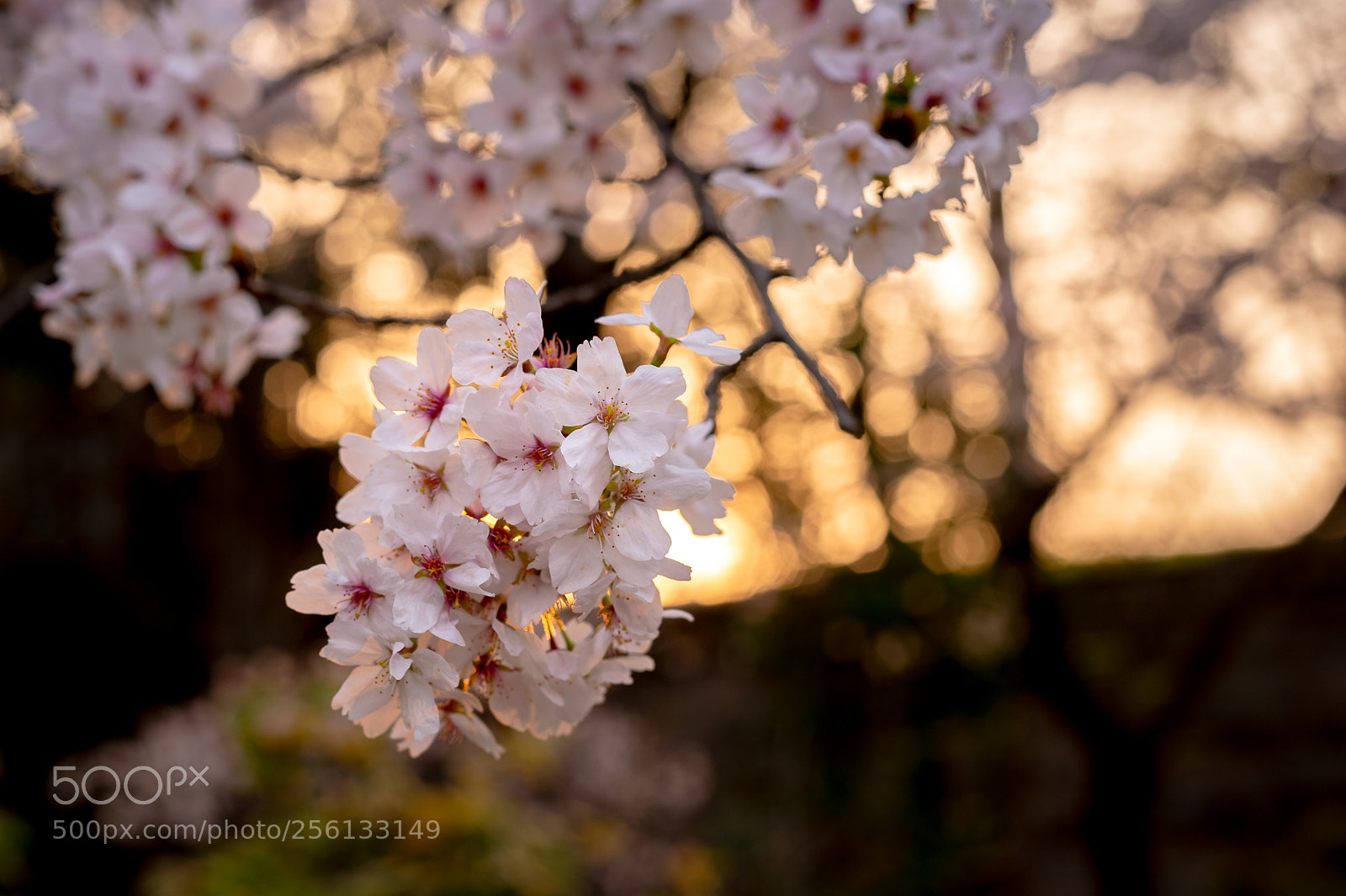 Nikon Df sample photo. Sakura photography
