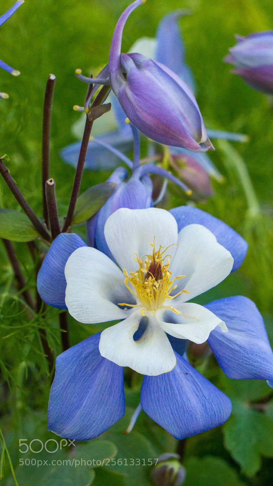 Sony Alpha NEX-7 sample photo. Untitled photography