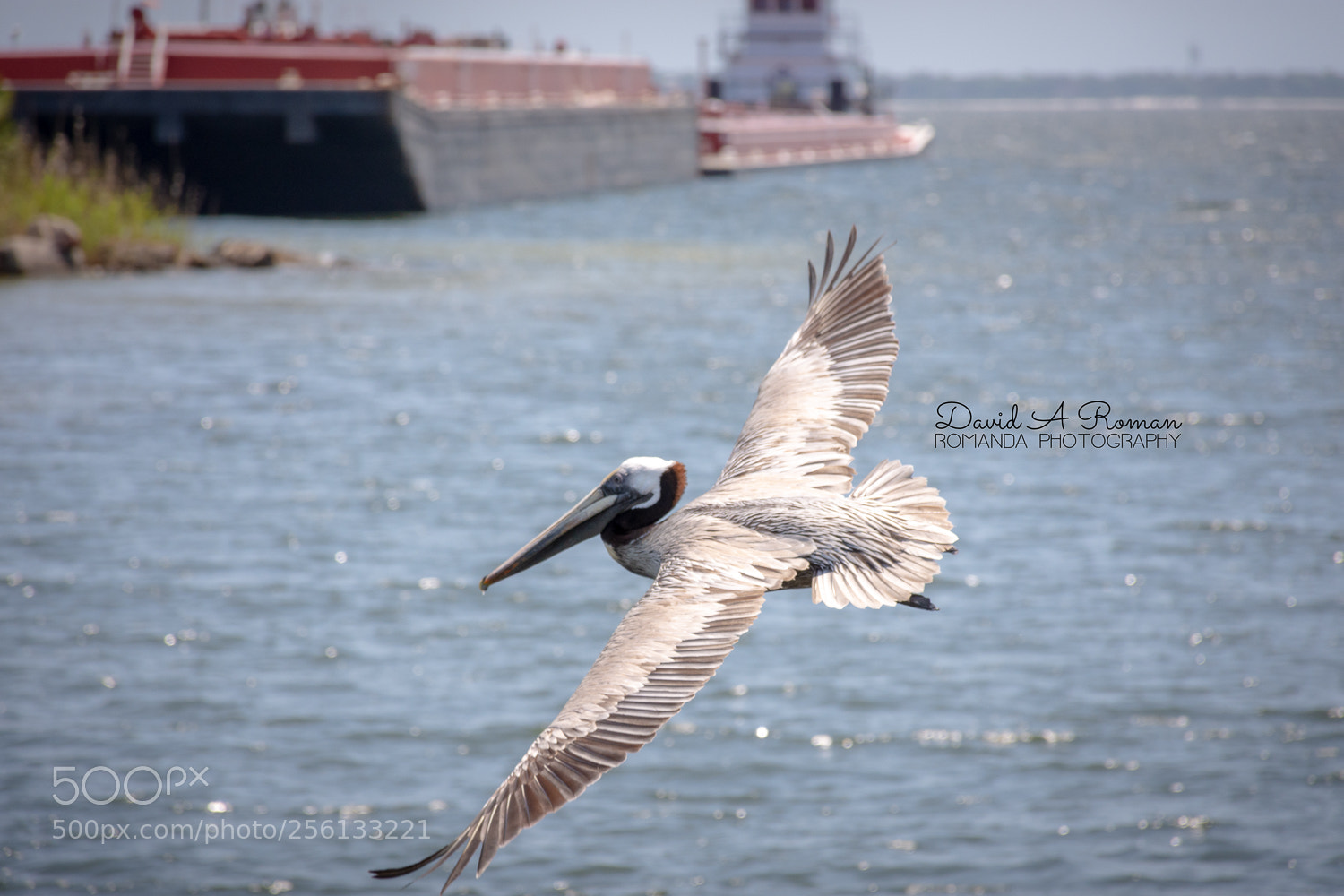 Nikon D7200 sample photo. Flying by photography