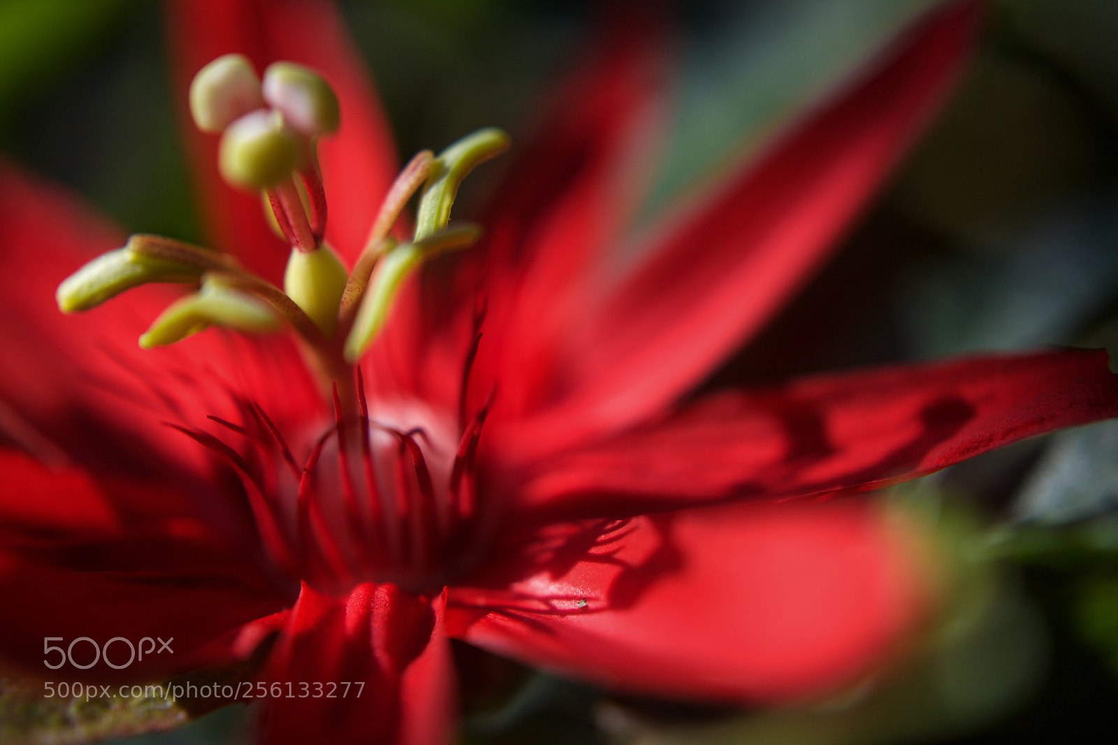 Canon EOS 5D Mark II sample photo. Vibrant beauty photography