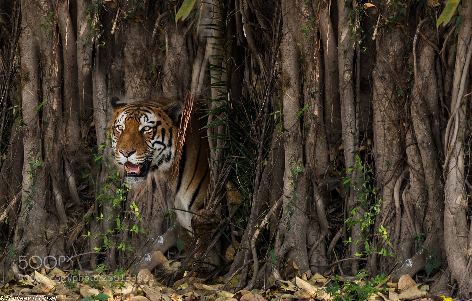 Nikon D750 sample photo. Tiger is here photography