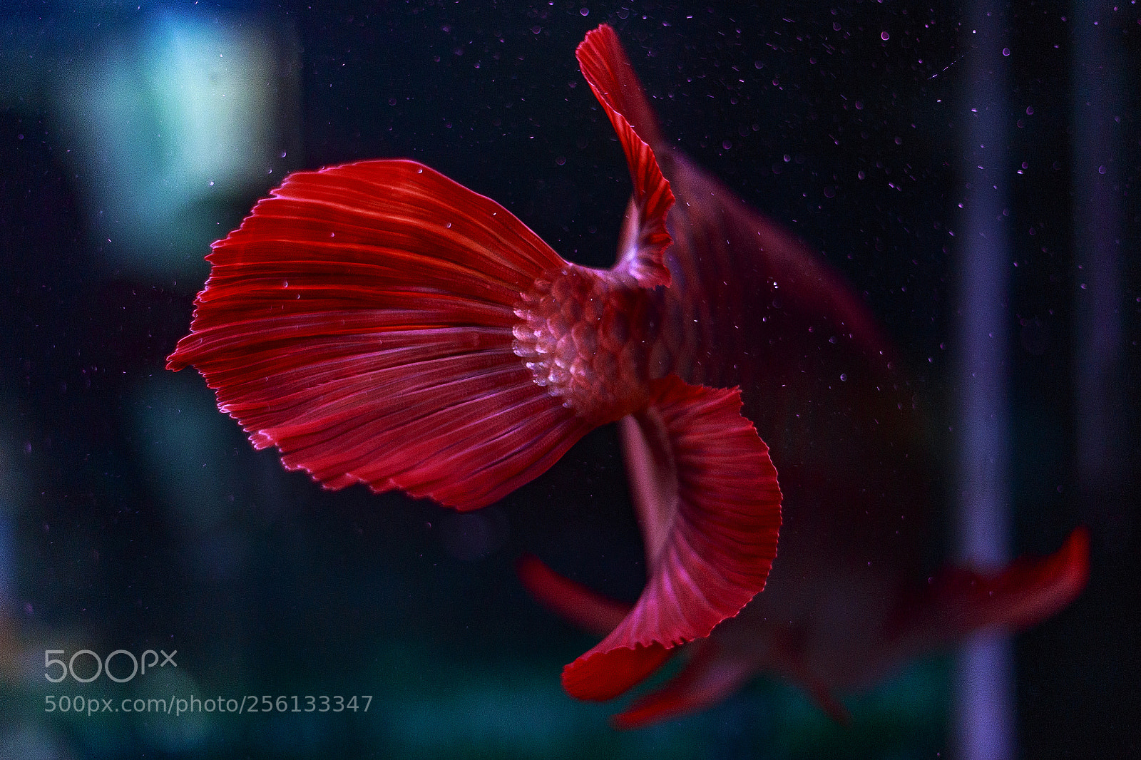 Canon EOS 6D sample photo. Dragon fish photography