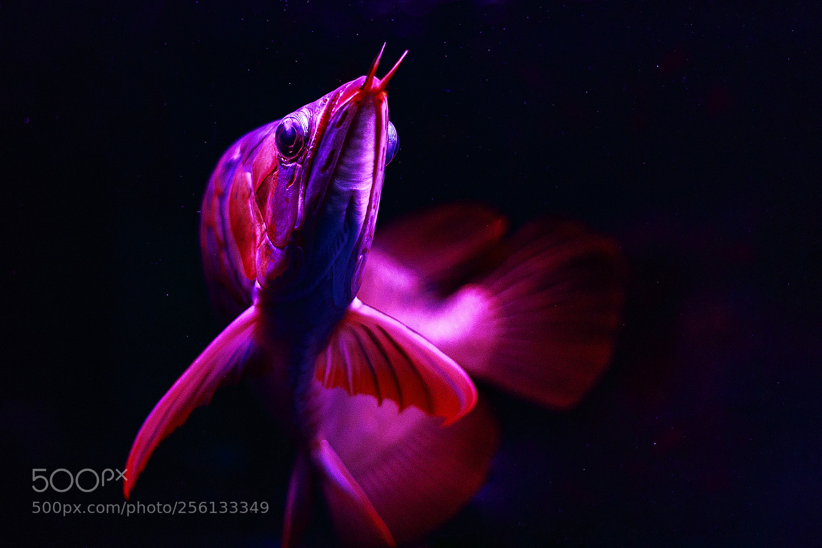 Canon EOS 6D sample photo. Dragon fish photography