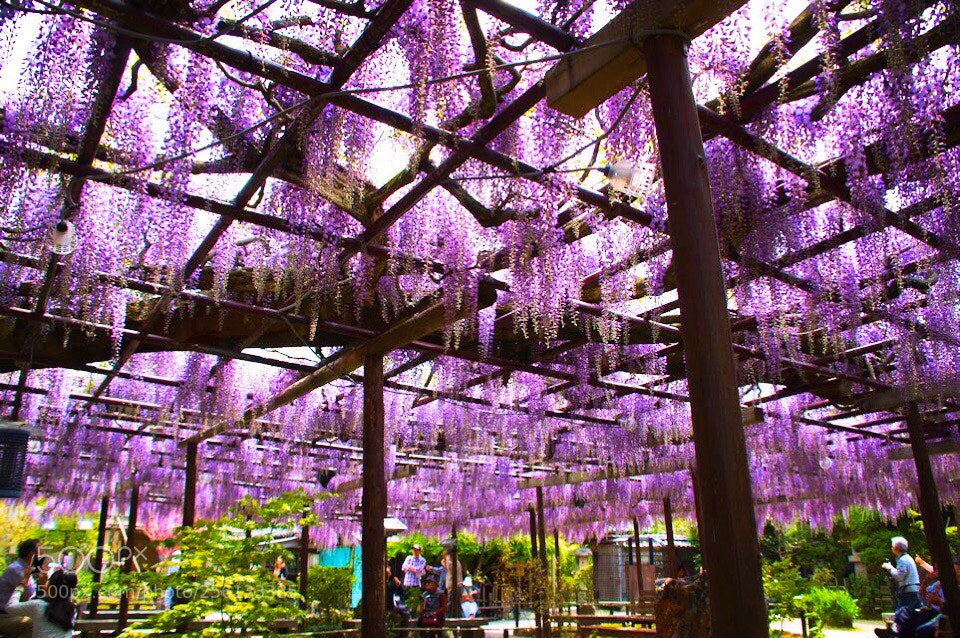Pentax K-3 II sample photo. Wisteria flowers photography