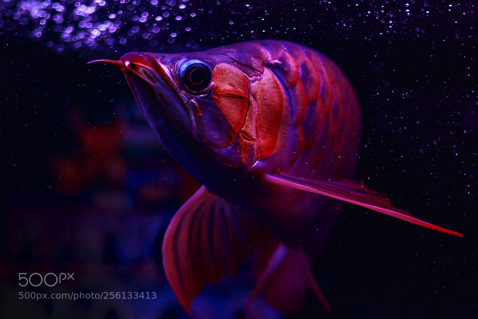 Canon EOS 6D sample photo. Dragon fish photography