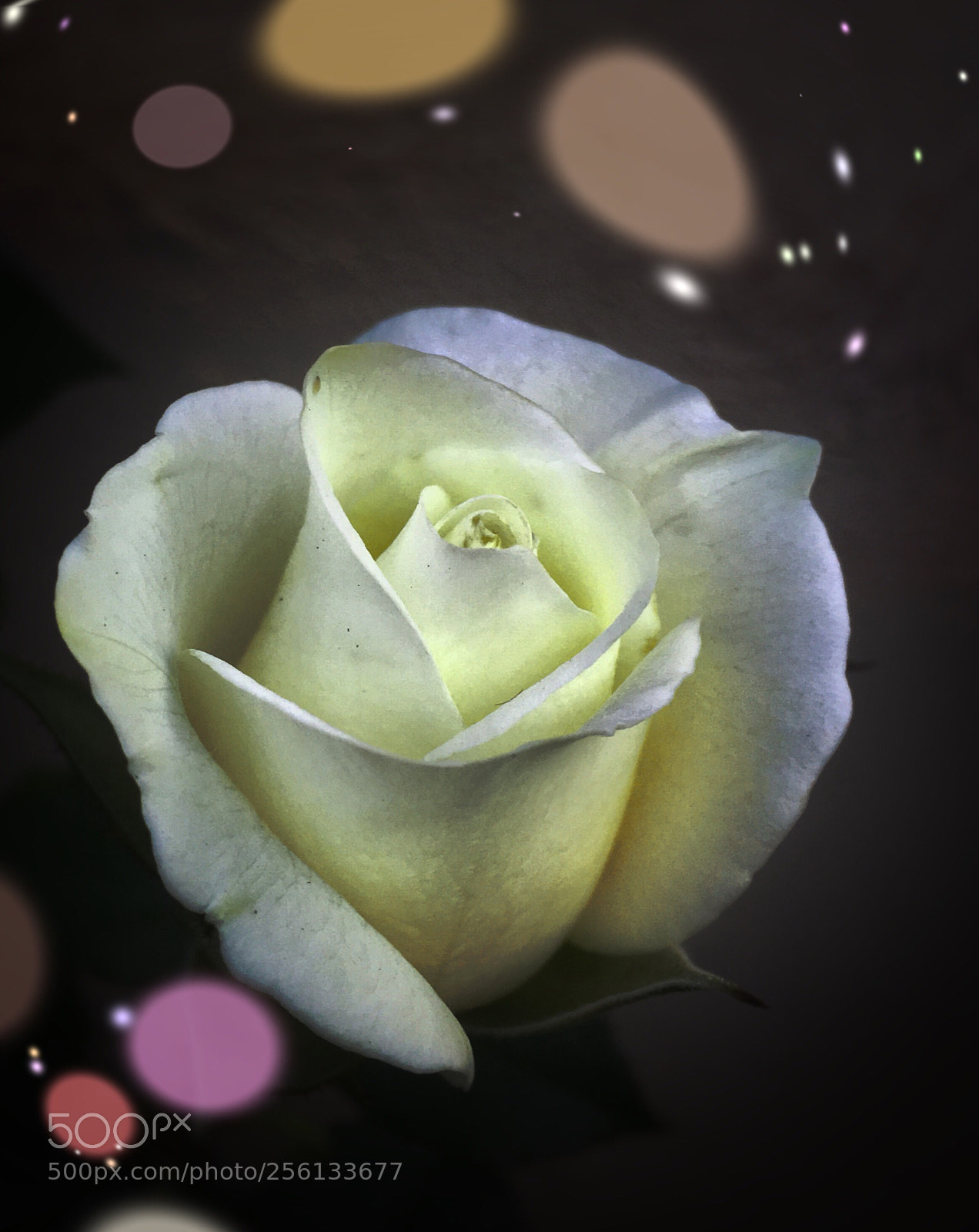 Apple iPhone SE sample photo. Rose photography